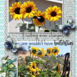 Sunflowers