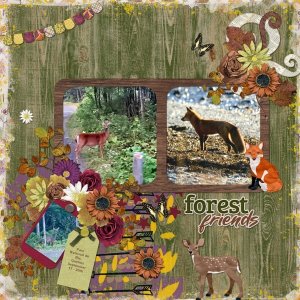 Woodland Enchantment