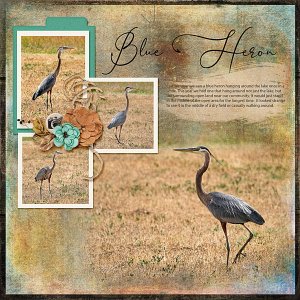 Blue Heron