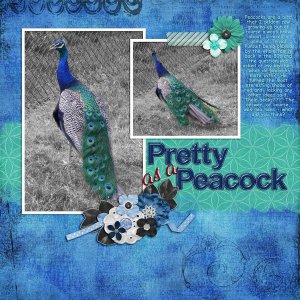 Pretty As A Peacock