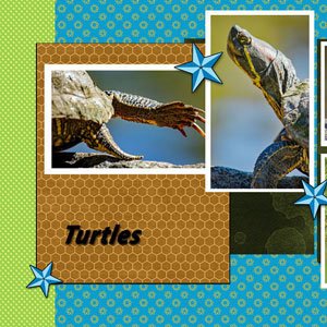 Turtles Tesudines