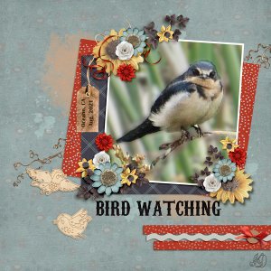 Bird watching