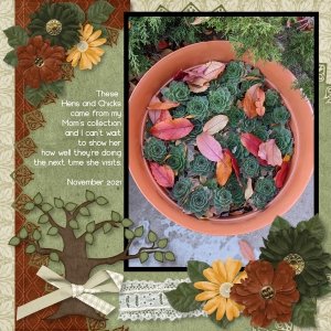 Deeply Rooted Hens and Chicks