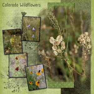 Colorado Wildflowers - Brush Challenge Nov 2021