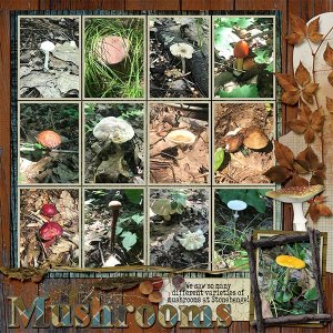 America Stonehenge Mushrooms