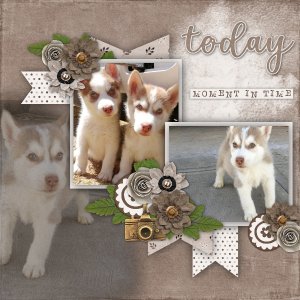 Husky puppies