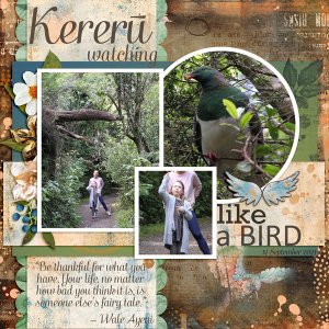 Kereru Watching