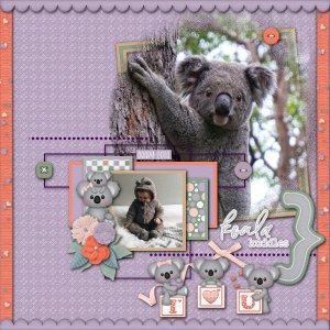 Koala Kuddles