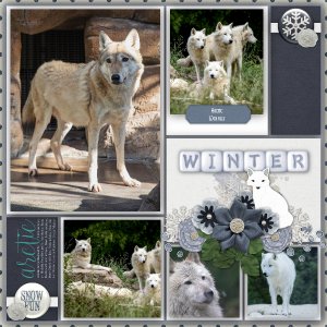 Canis_lupus_arctos