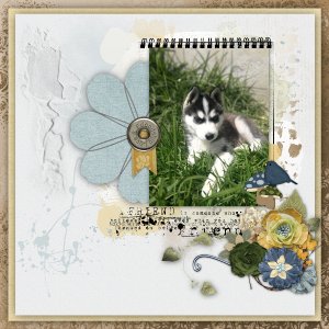 Husky puppy