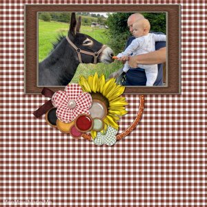 Donkeys