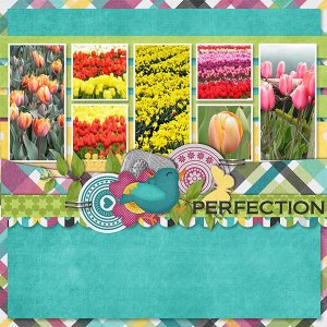 Tulip_fields