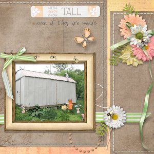 Behind MY Shed