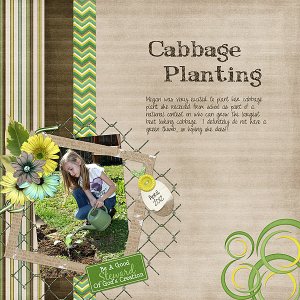Cabbage Planting