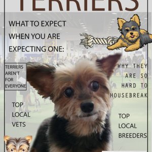 For Love of TERRIERS
