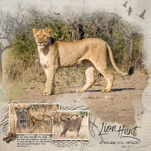 Lion Hunt at Bhejane Hide page 1