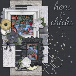 Hens and Chicks in snow