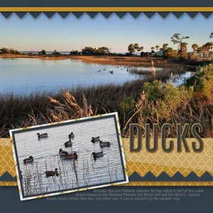 Ducks