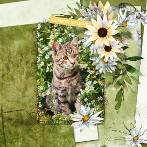 just George the cat