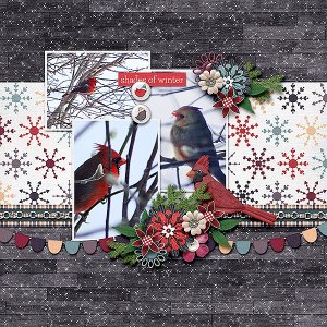 Winter Birds