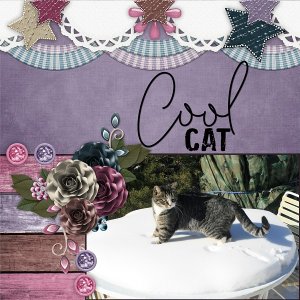 Cool Cat