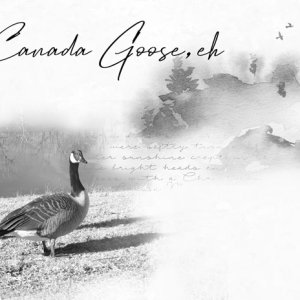Canada Goose, eh
