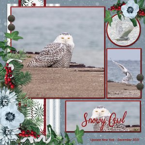 Snowy Owl