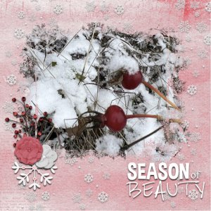 Winter Berries