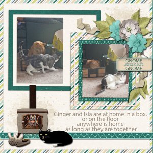 Cats Gnome alone