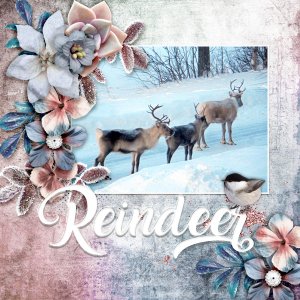 Reindeer1