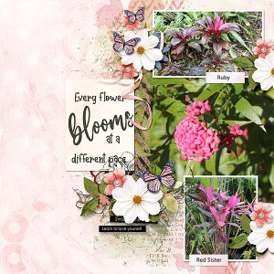 Bloom