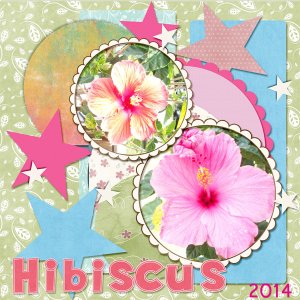 Hibiscus
