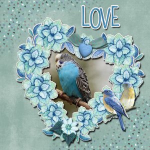 Parakeet