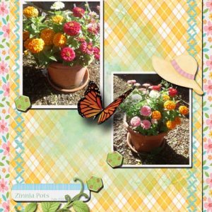 Zinnia Pots