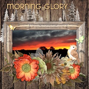 Morning Glory
