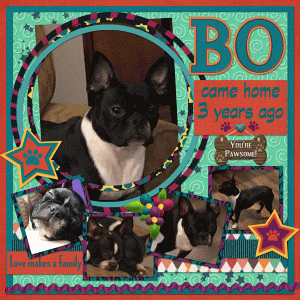 Happy Gotcha Day, Bo!