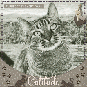 Purrfect Cattitude