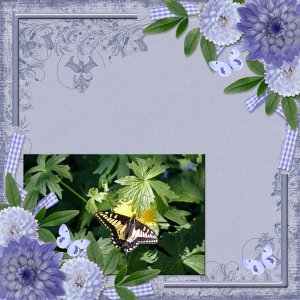 (NO TITLE) Butterfly