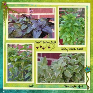 My Herbs