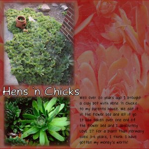 Hens 'n Chicks