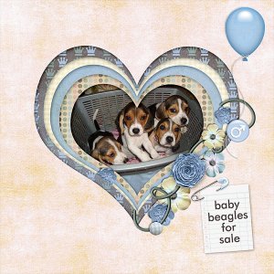 Beagles For Sale