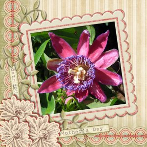 Pretty Passion Flower