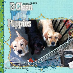 3 Clean WET Puppies