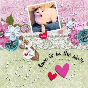 Scylla WA Feb