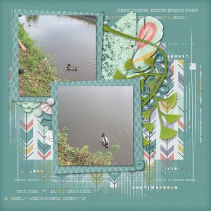 Ducks