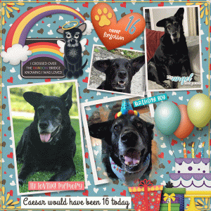 Caesar at the Rainbow Bridge