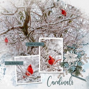 Winter Birds