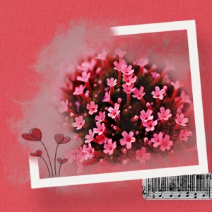 Pink Flower
