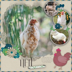 hen