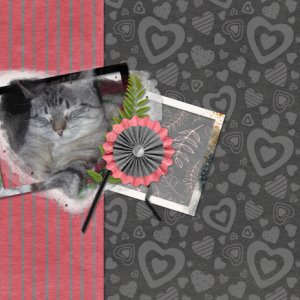 cat sleeping